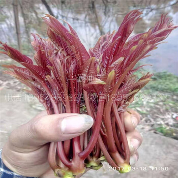 香椿树苗种植技术免费赠送浙江