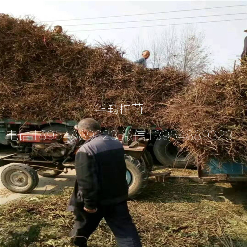 红油香椿  品种