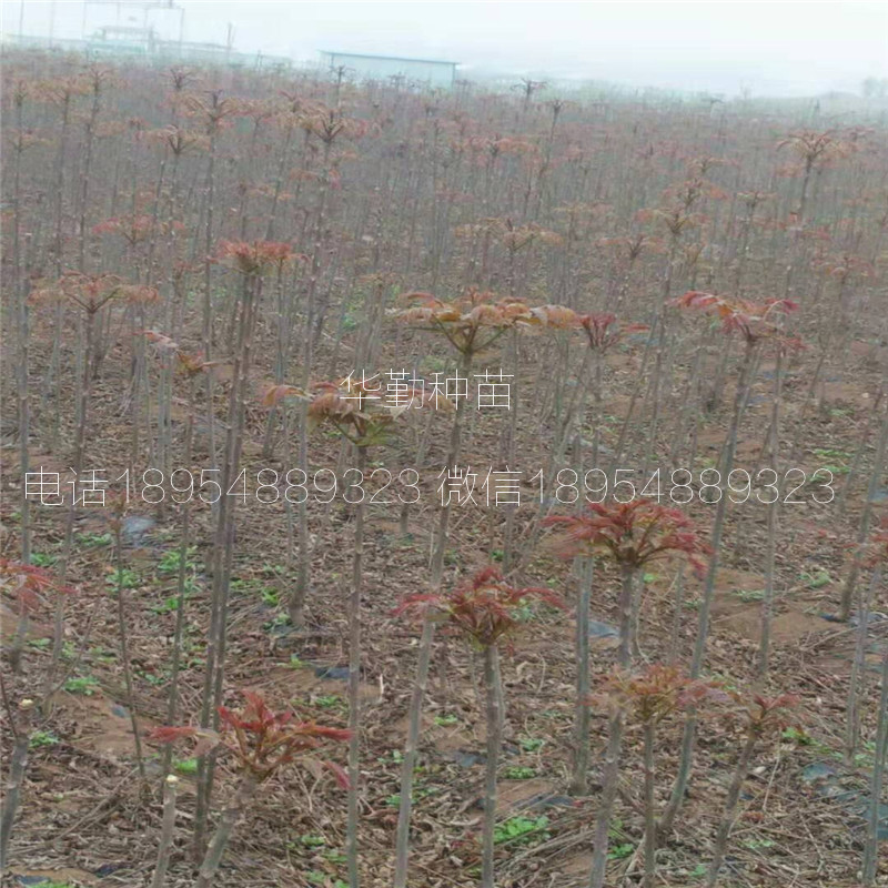 矮化香椿苗  育苗基地联系地址云南