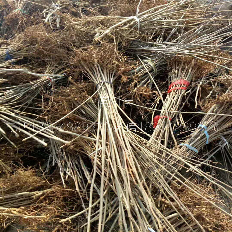 矮化香椿苗  种植技术免费赠送西藏