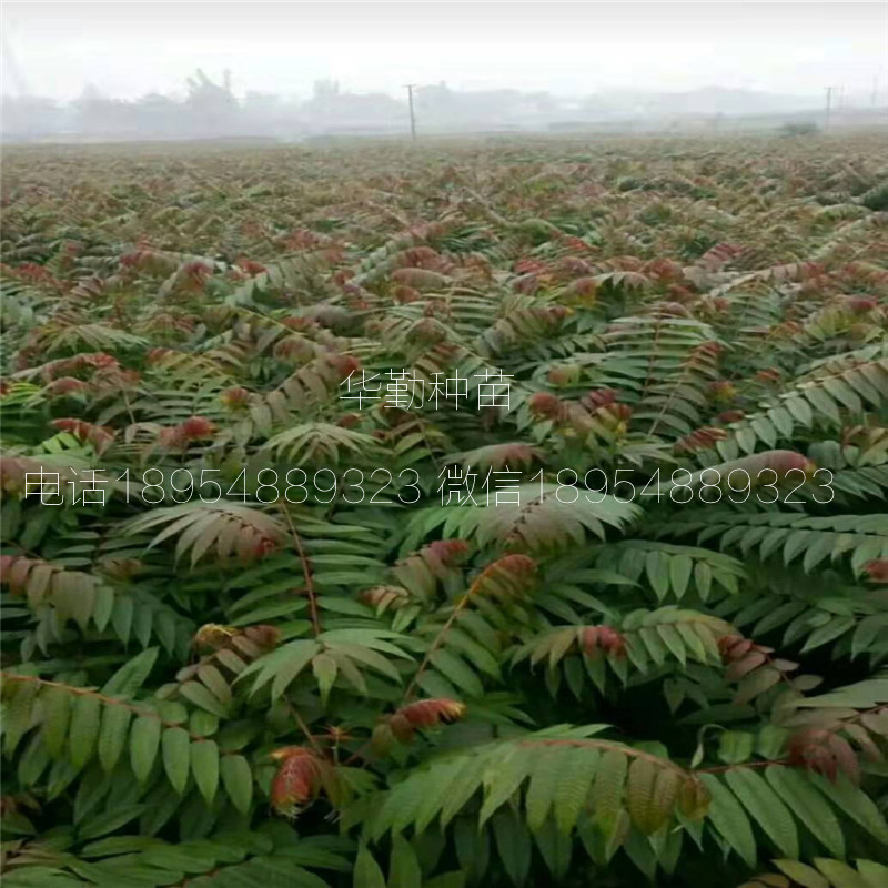 露天种植香椿苗   大棚控温技术