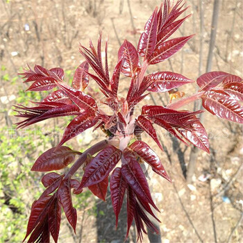 露天種植香椿苗苗木粗壯