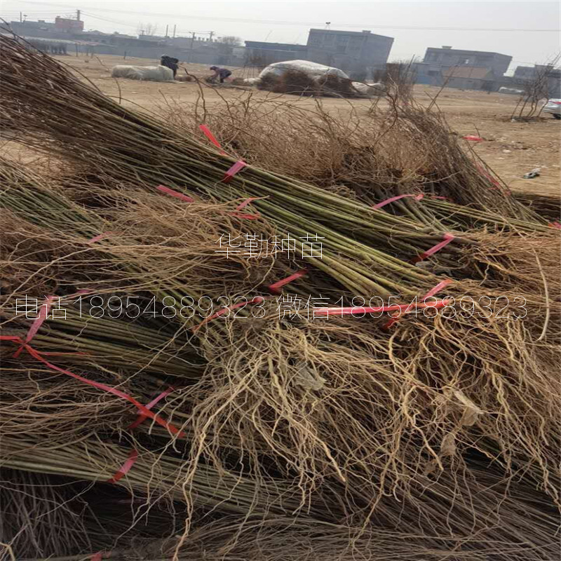 突尼斯軟籽石榴樹苗 規(guī)格樹形優(yōu)美