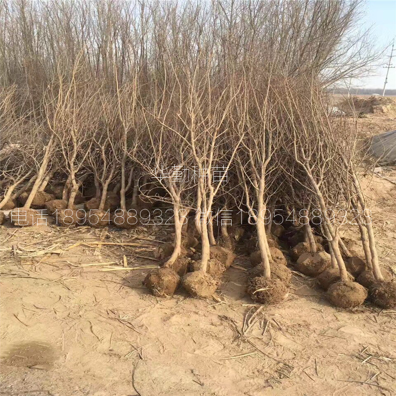桿石榴樹(shù)苗 繁育基地