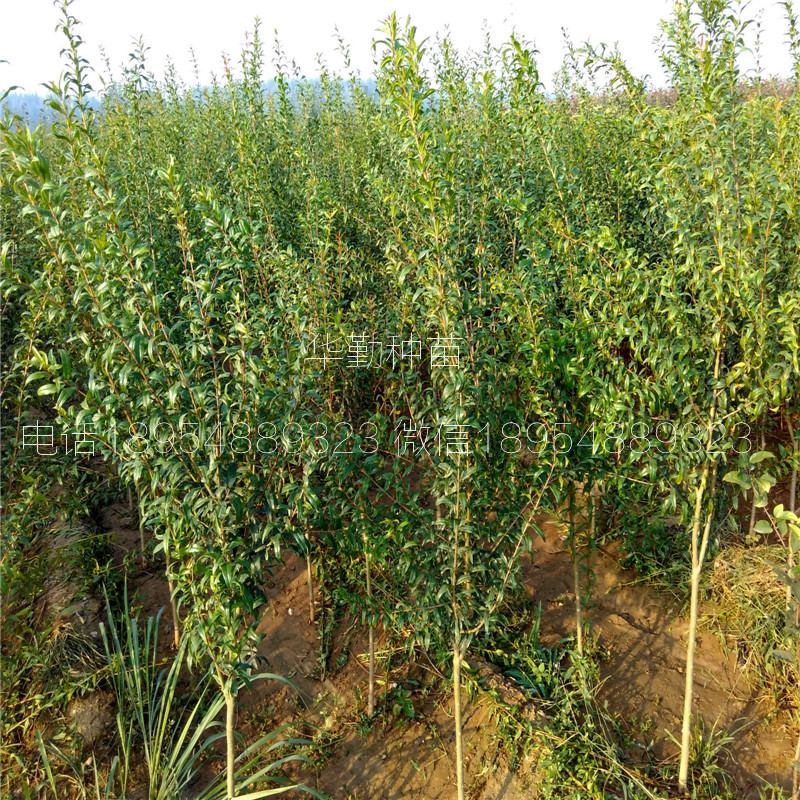 石榴苗子 種植技術(shù)介紹