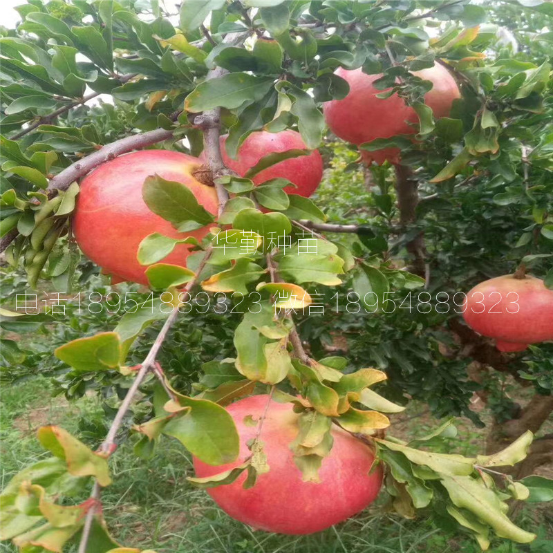 大果石榴品種 繁育基地