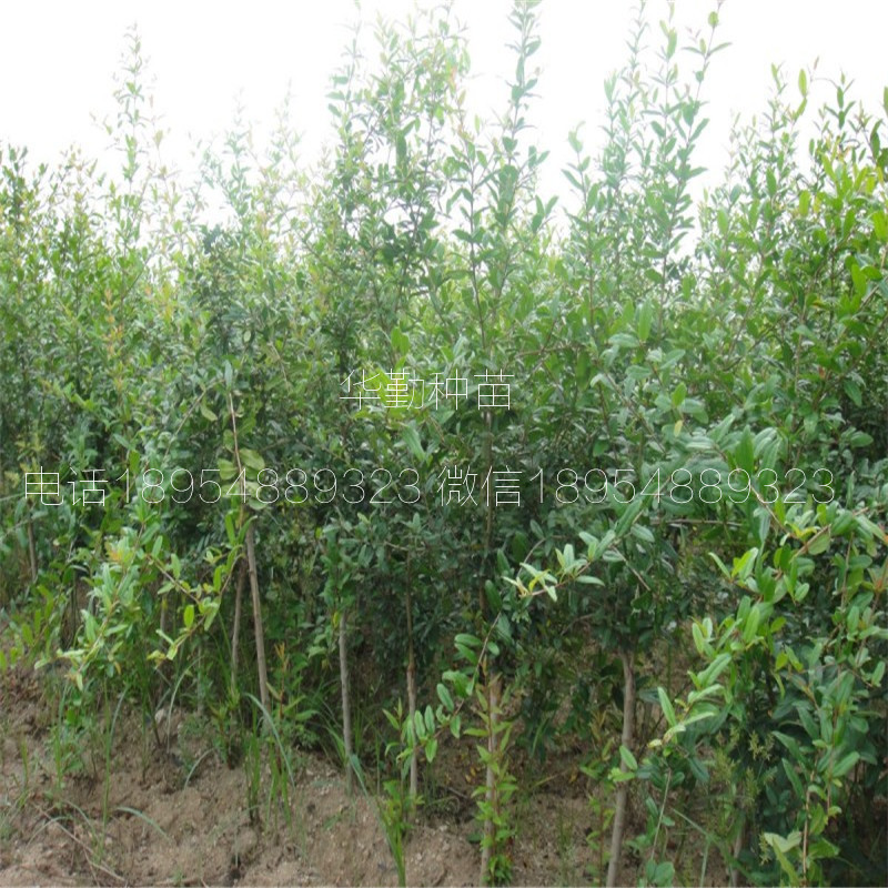 牡丹花石榴 什么時(shí)候種植