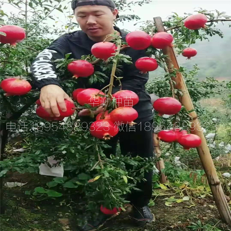 軟籽石榴苗什么時候種植