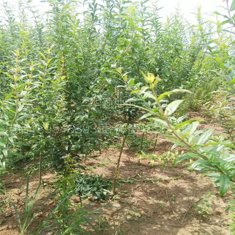 嫁接石榴樹苗多少錢一棵