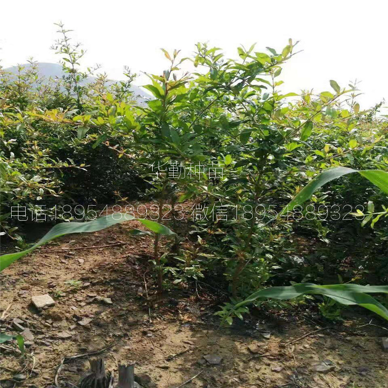 軟籽石榴苗 2019年報(bào)價(jià)