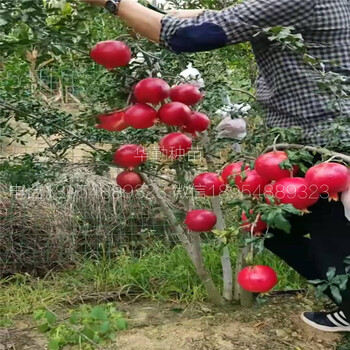 泰安石榴樹(shù)苗種植技術(shù)介紹