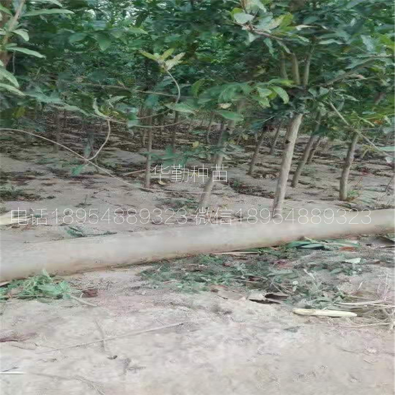 牡丹花石榴 繁育基地