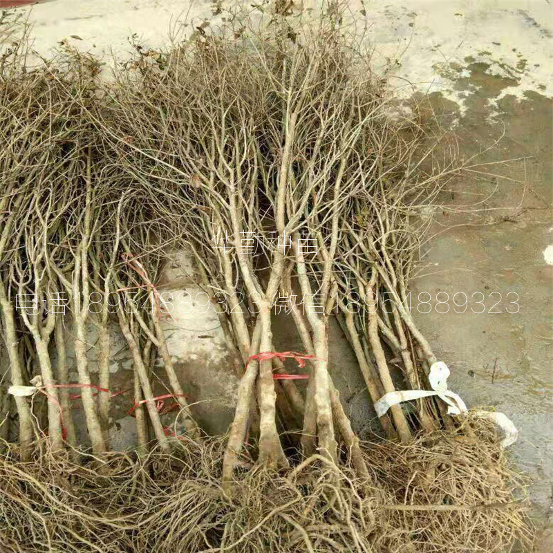 大果石榴品種 規(guī)格
