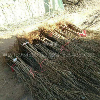 軟籽石榴苗幾月份種植成活率高