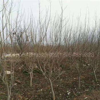 嫁接石榴樹苗種植技術(shù)介紹