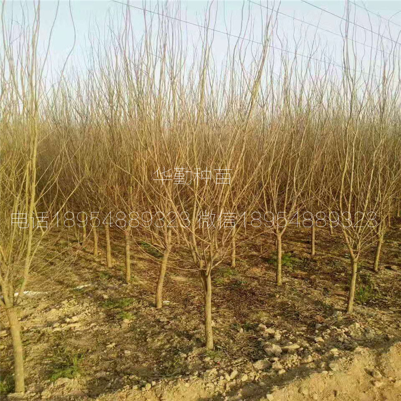 軟籽石榴苗什么時候種植