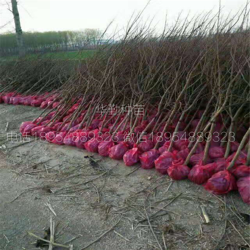 5公分石榴樹苗幾月份種植成活率高