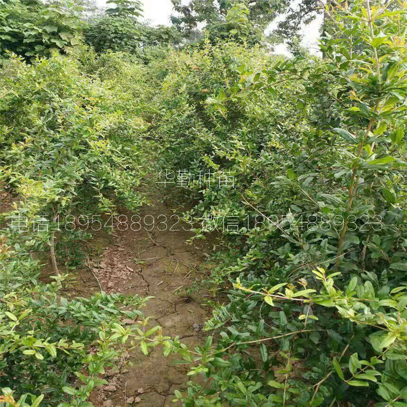 軟籽石榴苗規(guī)格樹形優(yōu)美