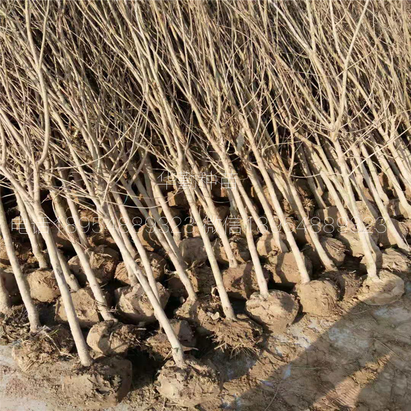 5公分石榴樹苗幾月份種植成活率高
