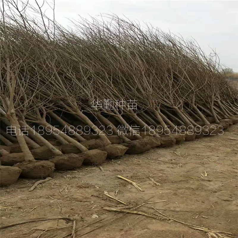 軟籽石榴苗什么時候種植