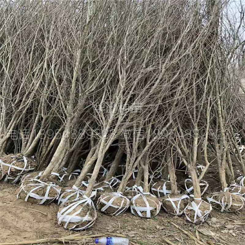2公分石榴樹苗 什么時(shí)候種植比較好