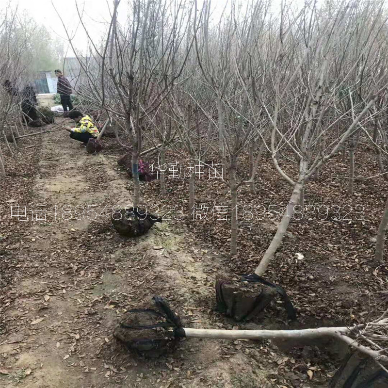 突尼斯软籽石榴树苗 什么时候种植比较好