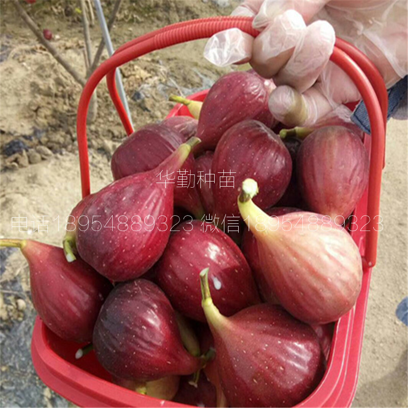 抗寒的無花果品種  大型育苗基地