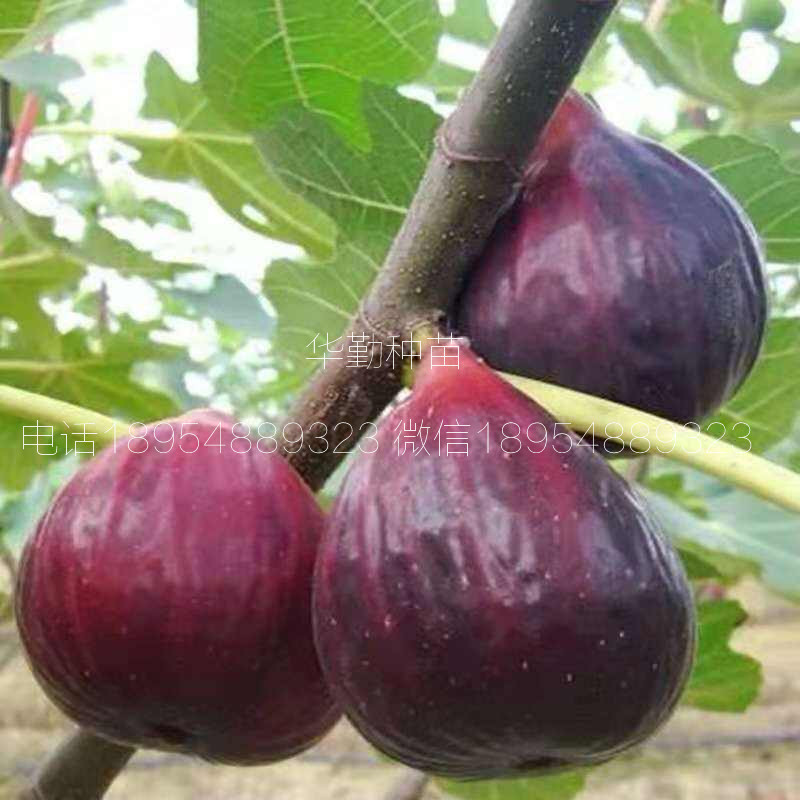 一年的無(wú)花果苗  2019年真實(shí)報(bào)價(jià)