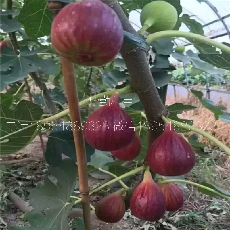 一年的無(wú)花果苗  2019年真實(shí)報(bào)價(jià)
