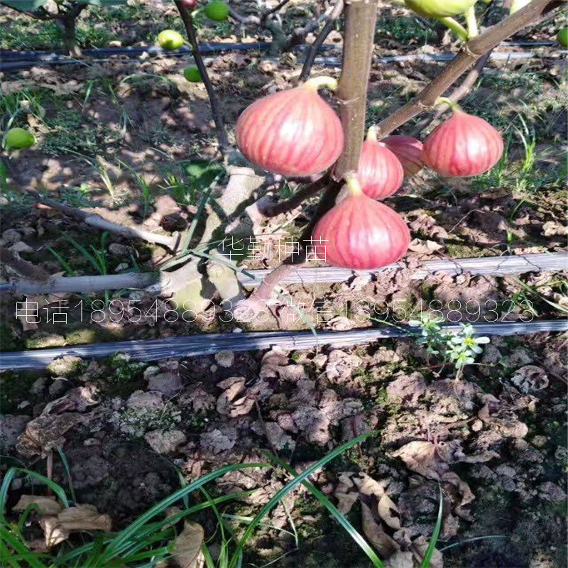 布蘭瑞克無花果苗  大型繁育場