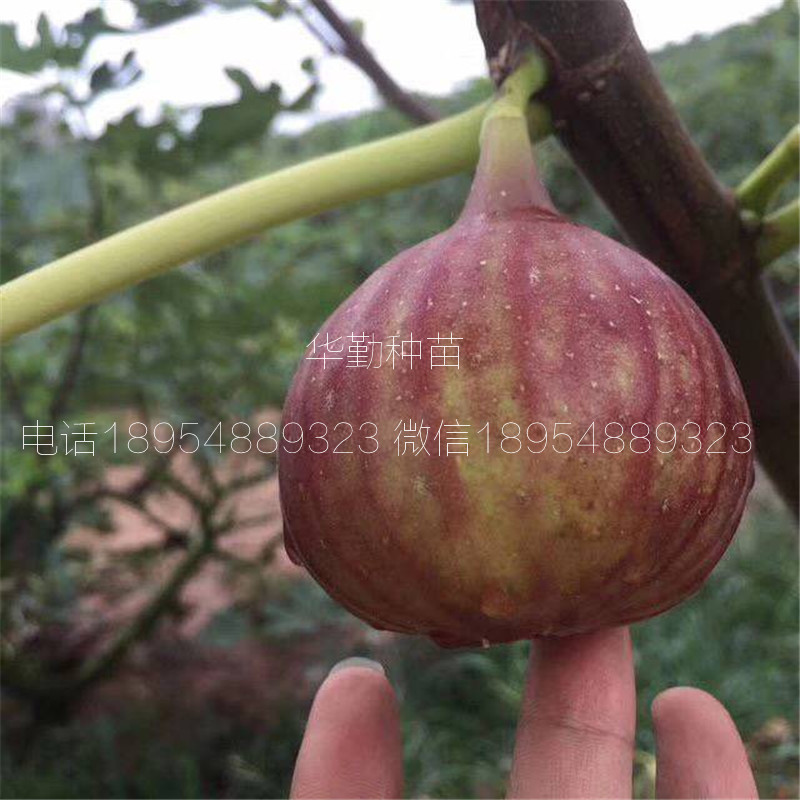 高桿的無(wú)花果樹(shù)苗  大型育苗基地