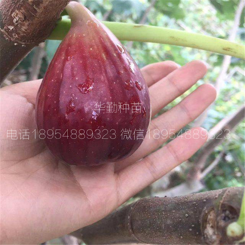 紫色波爾多無花果苗  2019年真實(shí)報(bào)價(jià)