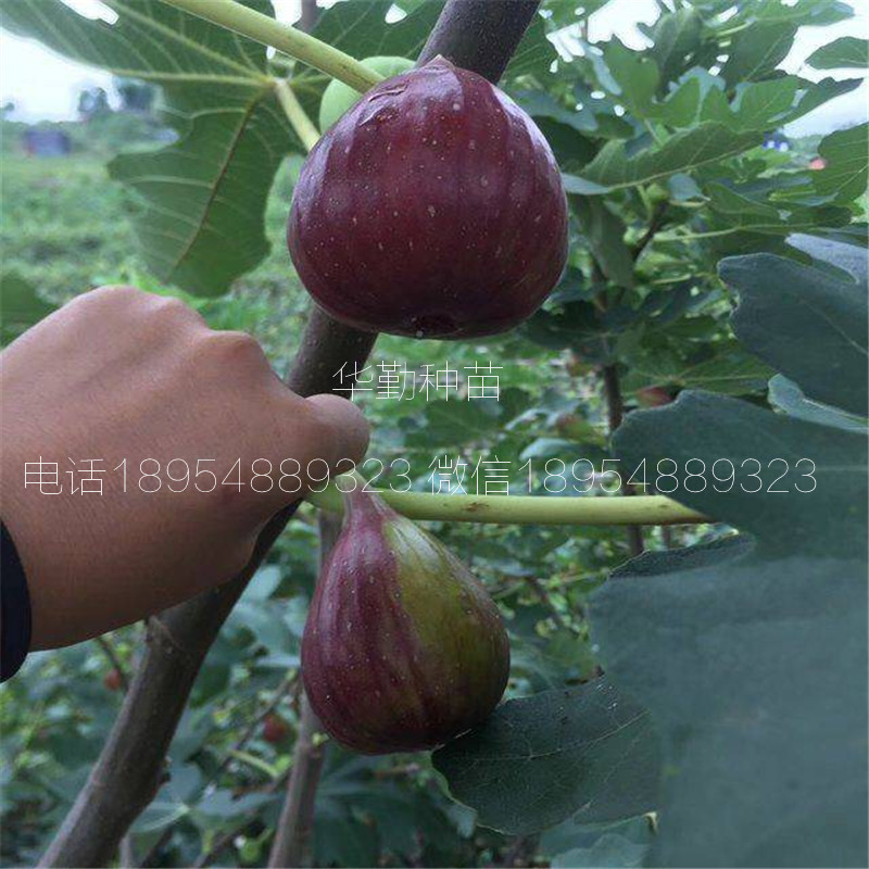 紫色波爾多無花果苗  多少錢一株