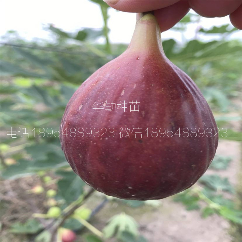 紫色波爾多無花果苗  2019年真實(shí)報(bào)價(jià)