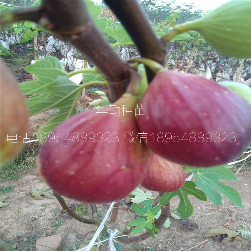 波姬紅無(wú)花果苗  價(jià)格是多少
