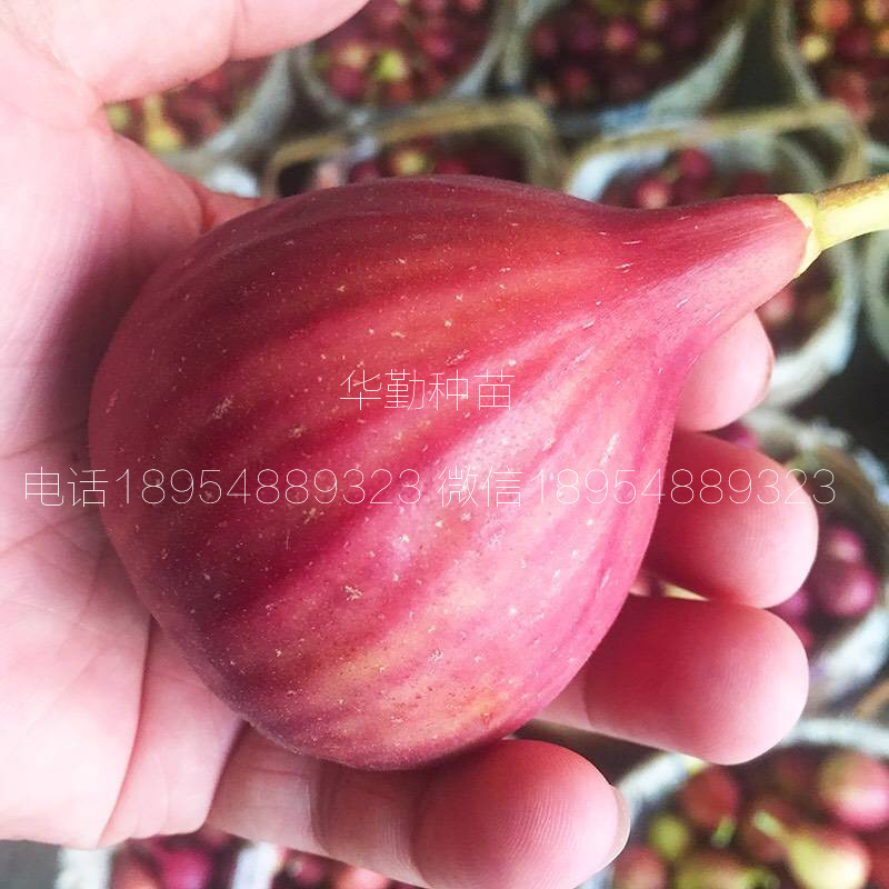 抗寒的無花果品種  價格是多少