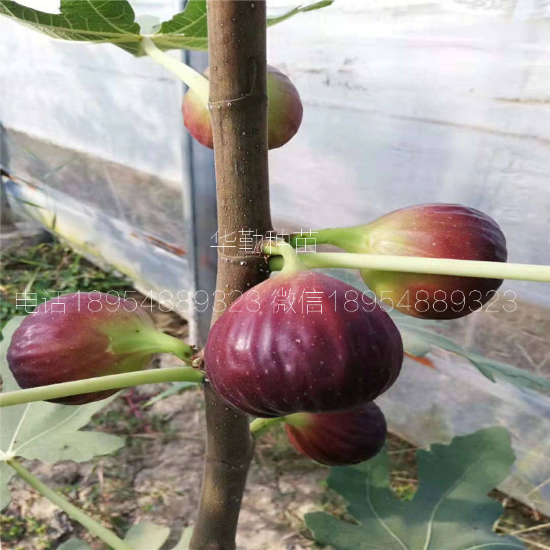 抗寒的無花果品種  批發(fā)價格