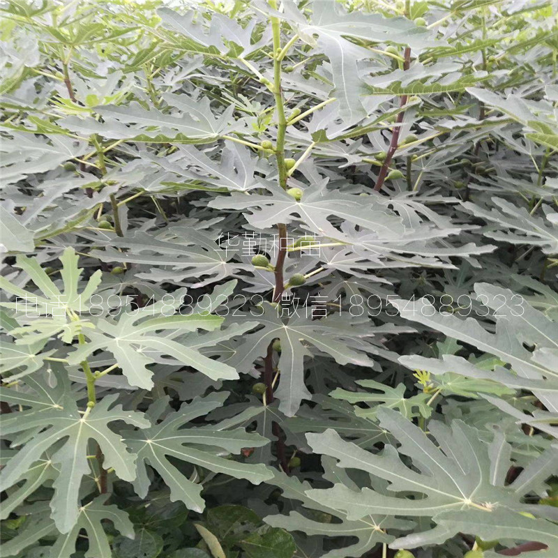 布蘭瑞克無花果苗  大型繁育場