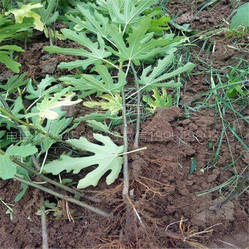 波姬红无花果苗  育苗基地