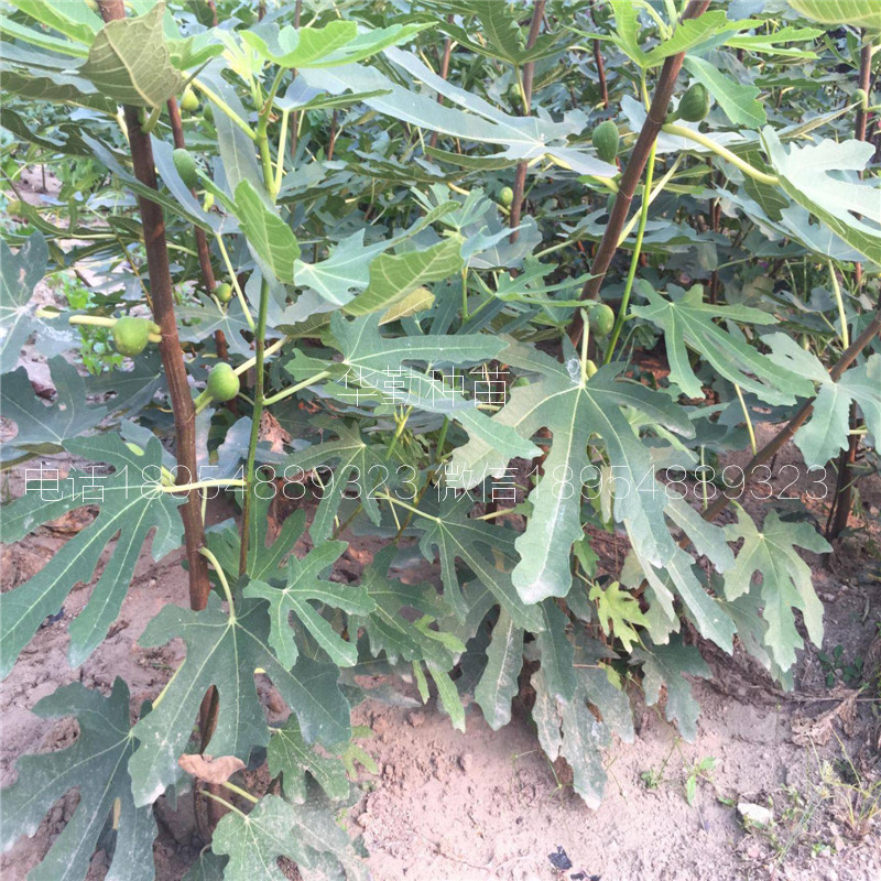 一年的無花果苗  多少錢一株