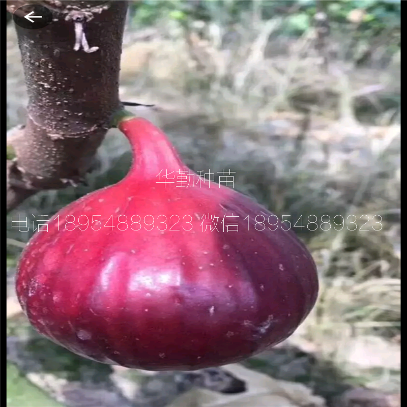 布蘭瑞克無花果苗  大型繁育場