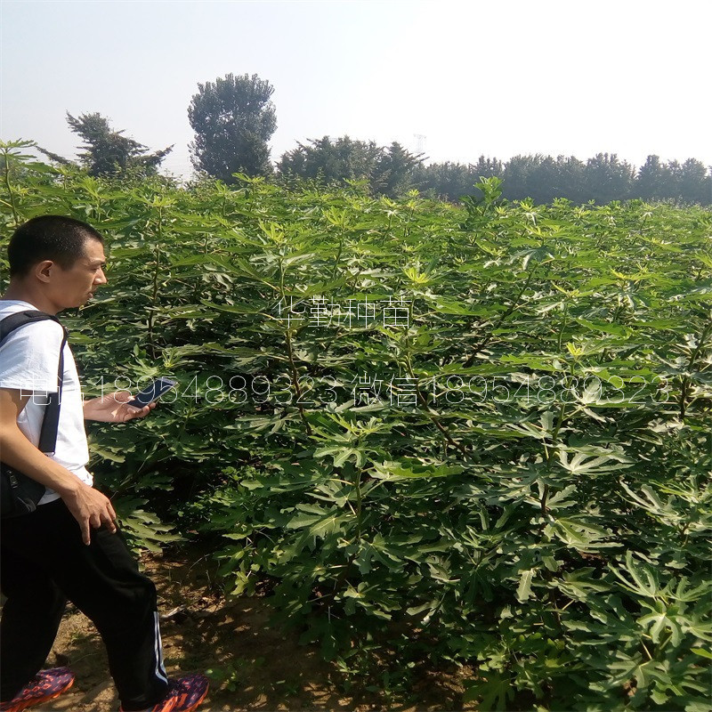 紫色波爾多無花果樹苗  產(chǎn)地批發(fā)價格