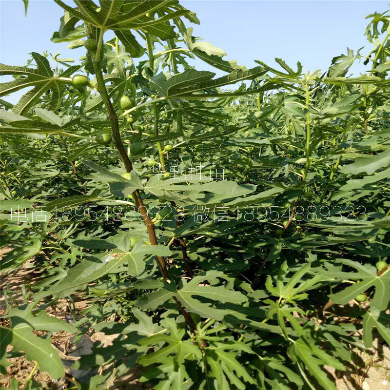 紫色波爾多無花果苗  多少錢一株