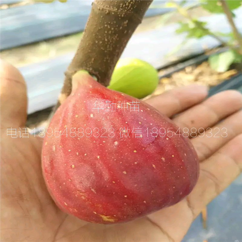 抗寒的無花果品種  大型繁育場