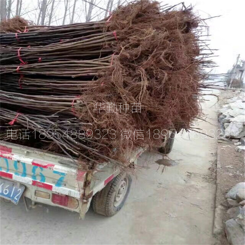 抗寒的無花果品種  批發(fā)價格
