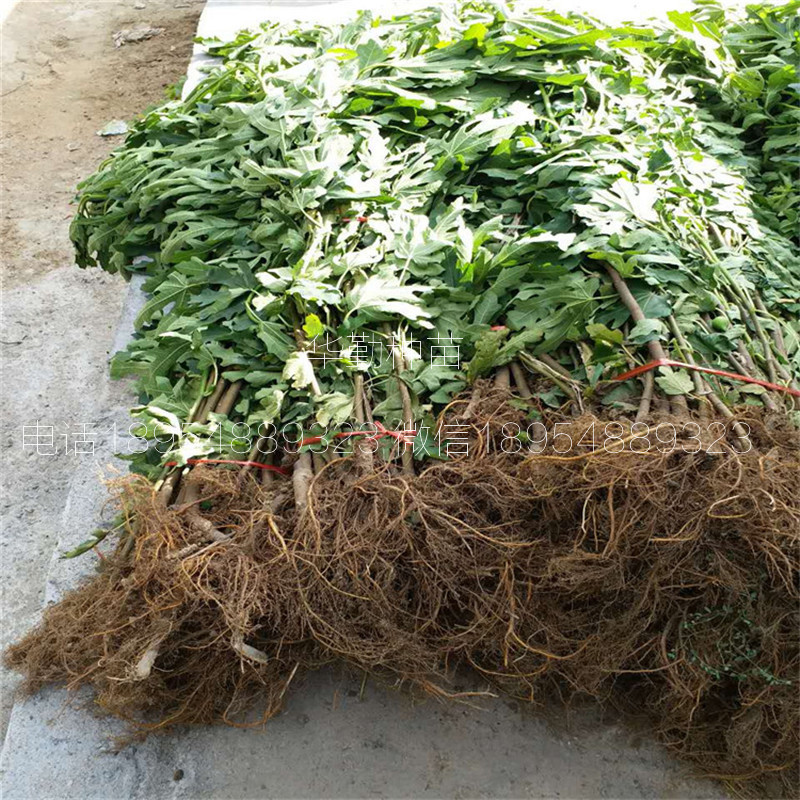 現(xiàn)挖現(xiàn)賣無花果樹苗  大型育苗基地