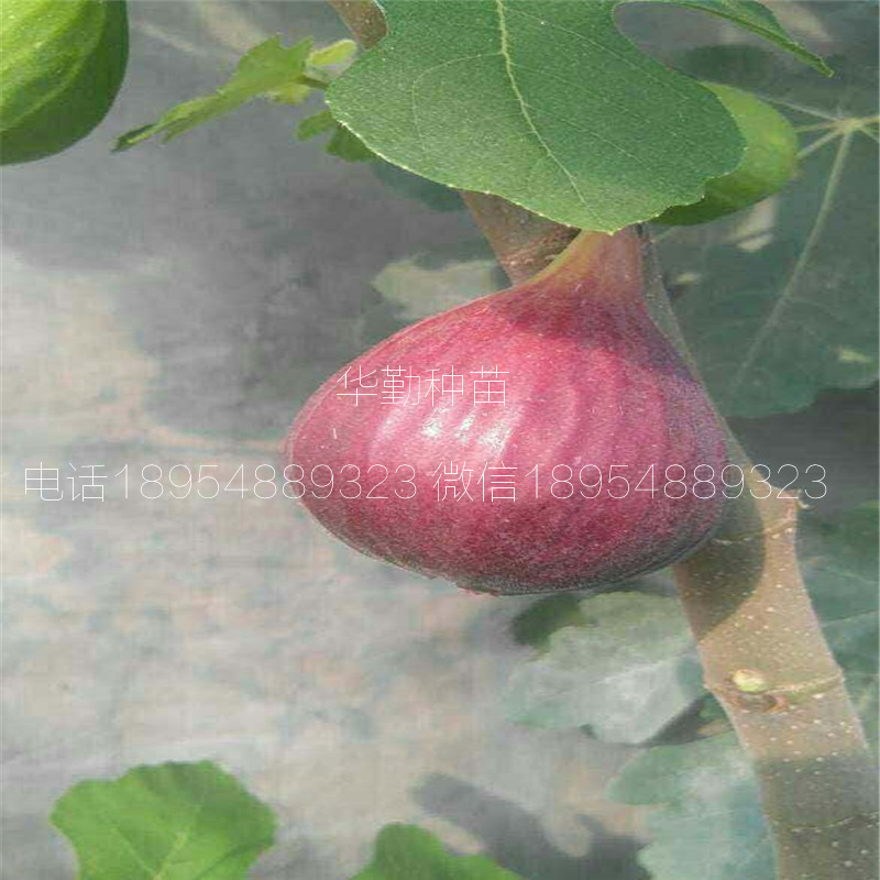抗寒的無花果品種  大型繁育場