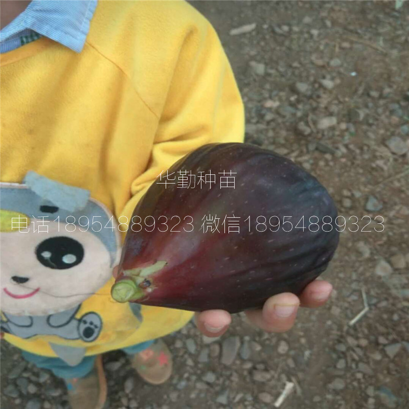 金傲芬無花果苗  產(chǎn)地批發(fā)價格