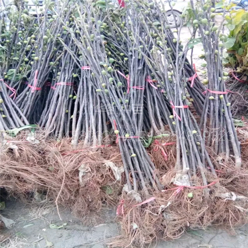 高桿的無(wú)花果樹(shù)苗  大型育苗基地