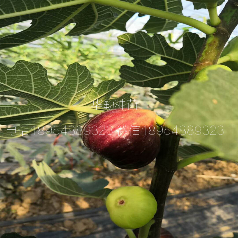 抗寒的無花果苗多少錢一棵